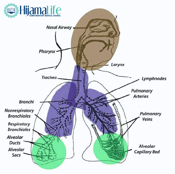 Hijama Cupping - Fractional deposition of inhaled particles in the human respiratory tract.