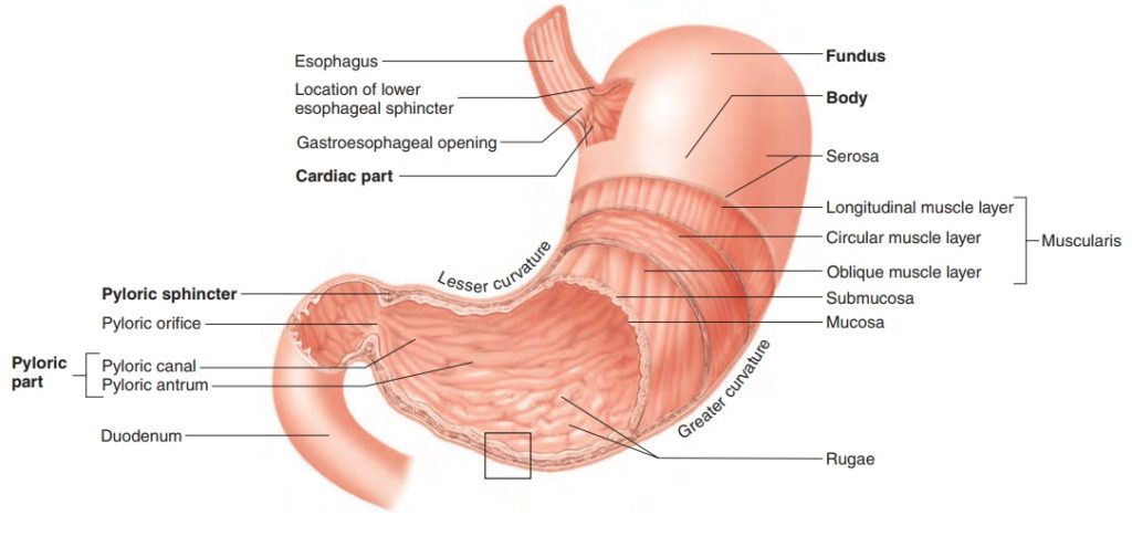 Stomach Anatomy - HijamaLife